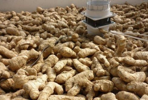 大姜催芽中长白毛是怎么了图11
