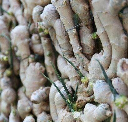 大姜催芽中长白毛是怎么了图12
