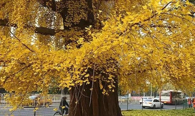 一棵树到底能活多久?有的已经活了8万岁图10