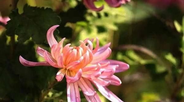 菊花诗韵(菊花诗韵醉重阳)图1