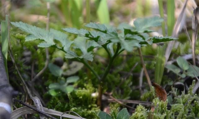 石头上怎么种苔藓,石头上沾哪种苔藓图5