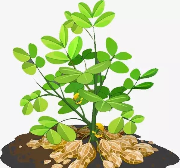 七彩花生营养价值比普通花生高吗图2
