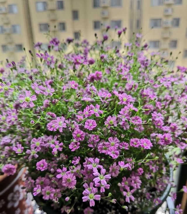 冰箱上面放什么植物好(冰箱上面摆放什么植物最好效果图)图8