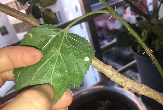 蚜虫的天敌除了草蛉虫还有什么虫图2