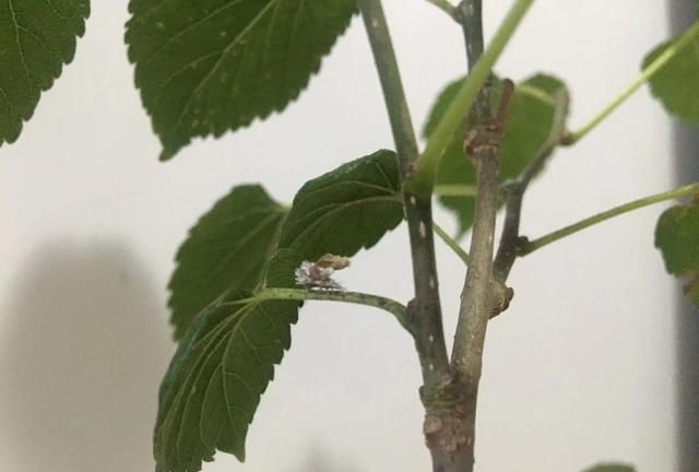 蚜虫的天敌除了草蛉虫还有什么虫图3