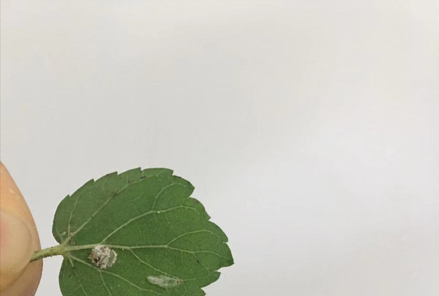 蚜虫的天敌除了草蛉虫还有什么虫图4