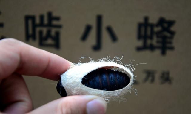 美国白蛾入侵中国,1只可繁衍2亿只,毁森林占房屋,成中国噩梦图6