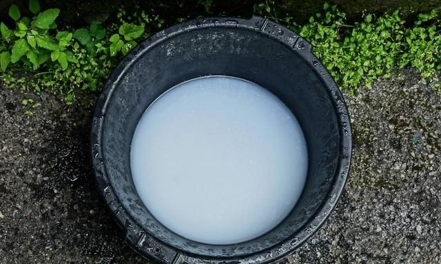 酵母粉加白糖驱蚊子是真的吗图7