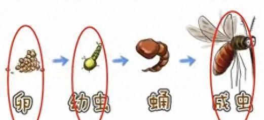 蚊子冬眠吗
,有种蚊子能越冬,你知道吗?市疾控中心专家提醒:预防蚊媒传染病 春季灭蚊早行动图2