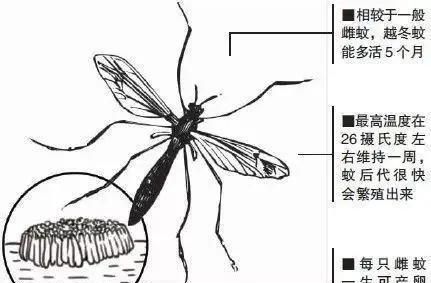 蚊子冬眠吗
,有种蚊子能越冬,你知道吗?市疾控中心专家提醒:预防蚊媒传染病 春季灭蚊早行动图4