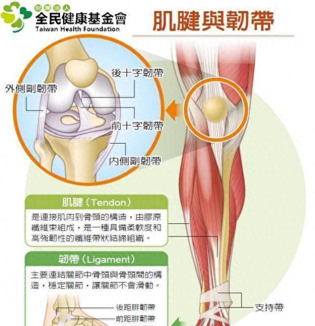 人体最容易受伤的关节是哪个关节图9
