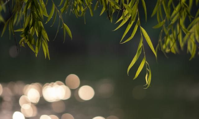 渭城朝雨浥轻尘客舍青青柳色新的下一句是什么图1