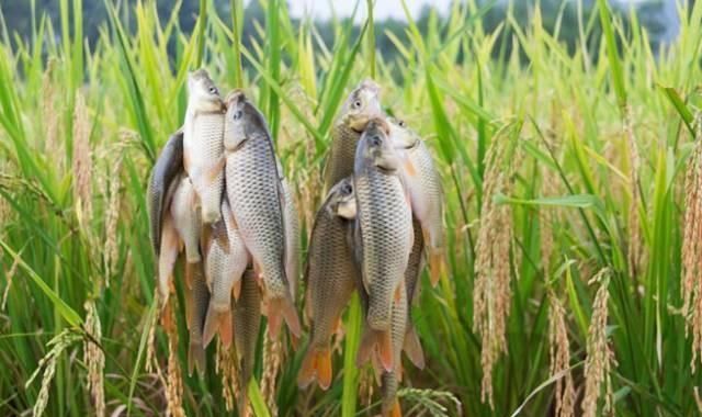 柳州三江县美食一条街位置(柳州三江美食攻略)图5
