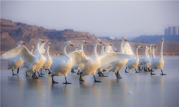 唐诗泥融飞燕子沙暖睡鸳鸯解析图4