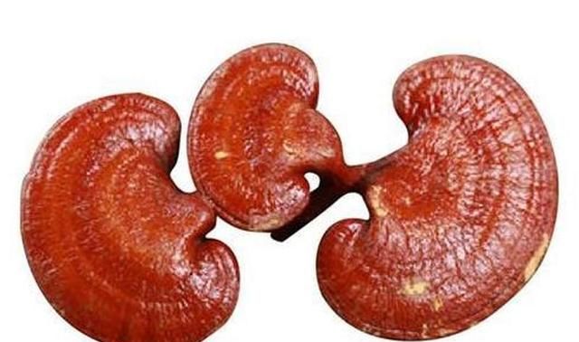 十种常见的灵芝(灵芝能治哪十种病)图1