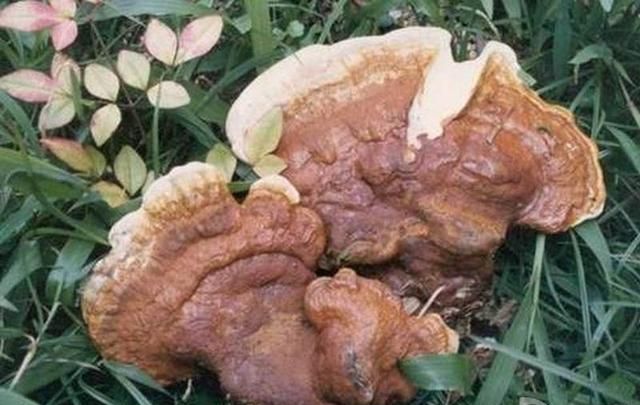 十种常见的灵芝(灵芝能治哪十种病)图3