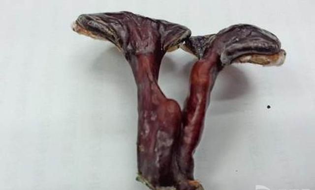 十种常见的灵芝(灵芝能治哪十种病)图4