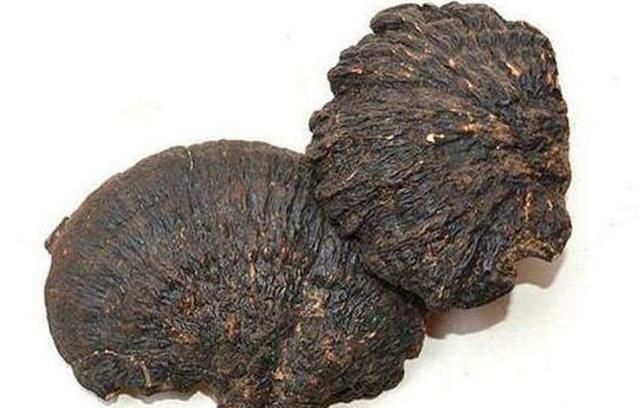 十种常见的灵芝(灵芝能治哪十种病)图5