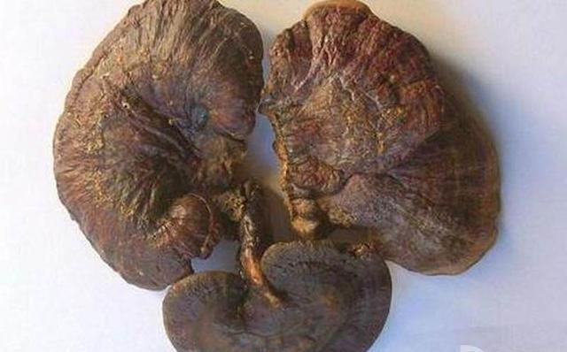 十种常见的灵芝(灵芝能治哪十种病)图10