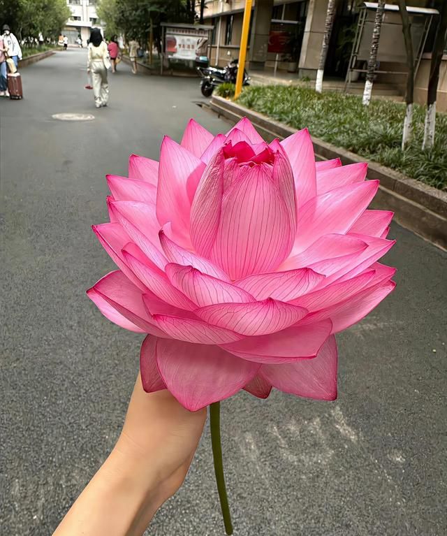 荷花不仅可以远观还可以做成美食图1