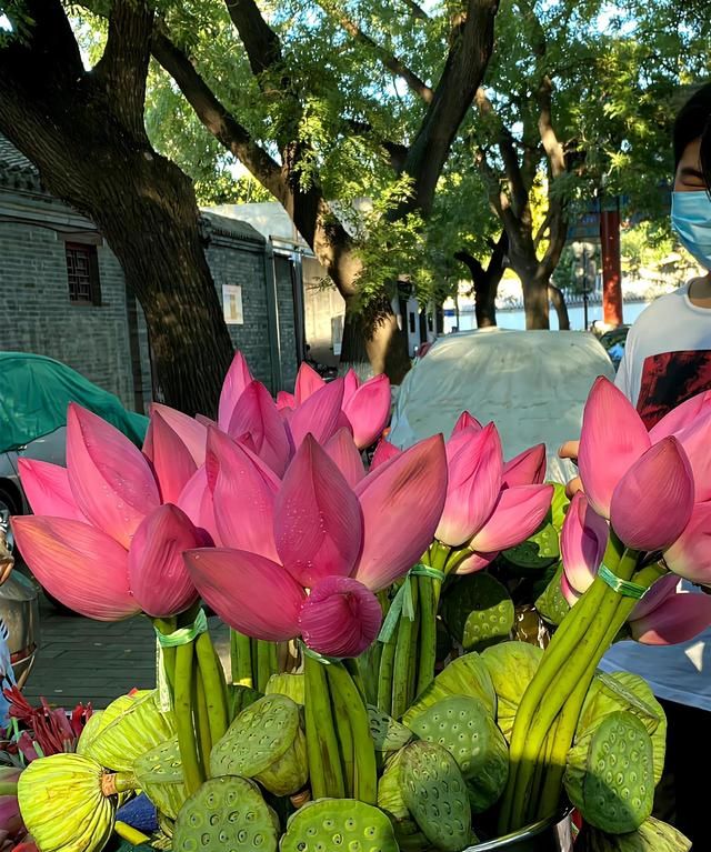 荷花不仅可以远观还可以做成美食图5