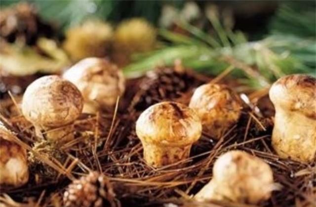 野生菌如何保存很长时间,野生菌要怎么保存才能更新鲜图5