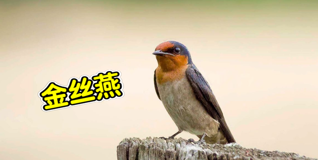 燕窝是怎么形成的看完全明白了图2