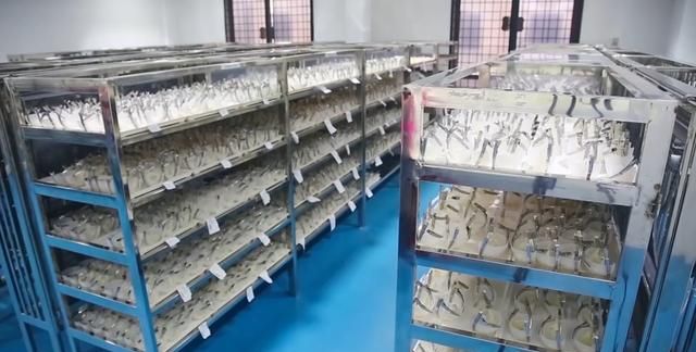 燕窝是怎么形成的看完全明白了图8