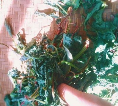 云南德宏傣族腌菜膏(腾冲和顺腌菜和德宏腌菜很像)图7