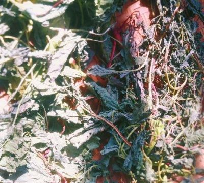 云南德宏傣族腌菜膏(腾冲和顺腌菜和德宏腌菜很像)图8