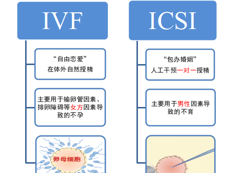 卵母细胞和精母细胞的区别图3