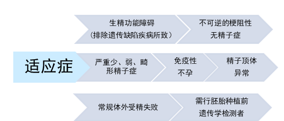 卵母细胞和精母细胞的区别图4