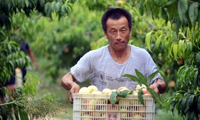 在什么环境下桃子能长久保鲜,桃子预冷方法图2