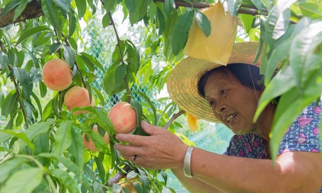 在什么环境下桃子能长久保鲜,桃子预冷方法图3