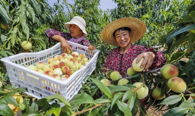 在什么环境下桃子能长久保鲜,桃子预冷方法图7