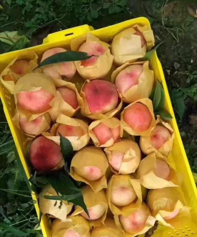 阳山水蜜桃要放冰箱保存吗图6