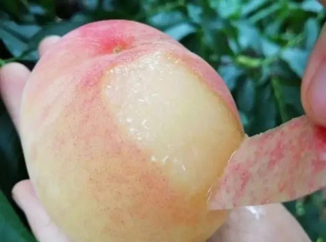 阳山水蜜桃要放冰箱保存吗图10