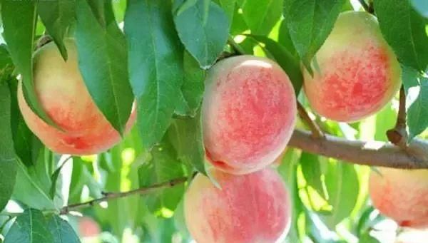 阳山水蜜桃要放冰箱保存吗图11