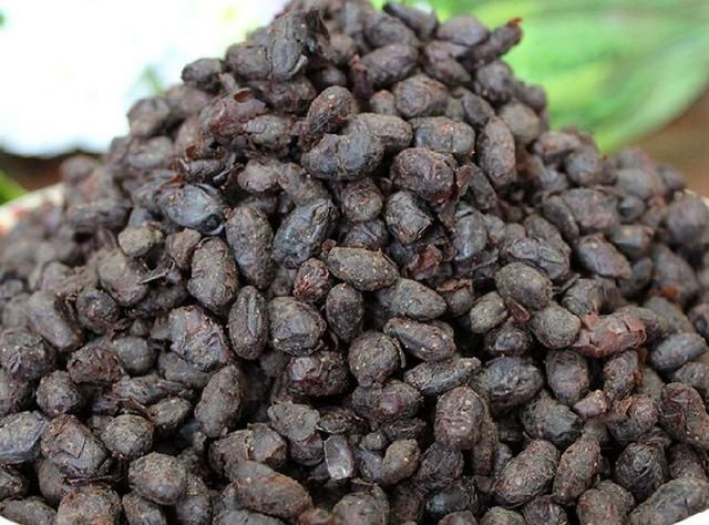 中药材豆豉(中药材豆豉图片)图2
