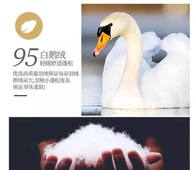 为什么五星级酒店都用鹅绒枕,希尔顿鹅绒枕为什么这么便宜图19
