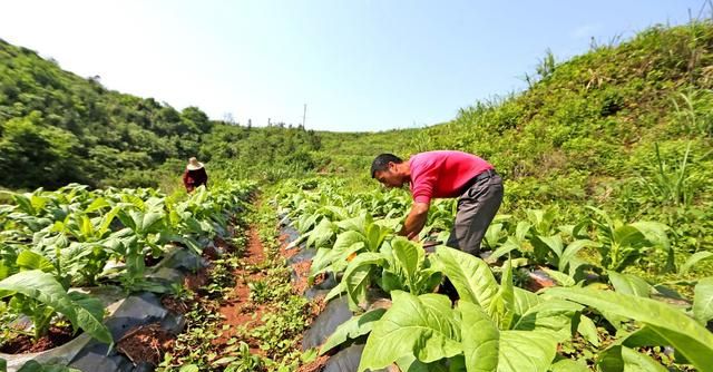 氮肥有几种,每种氮肥利用率多少图17