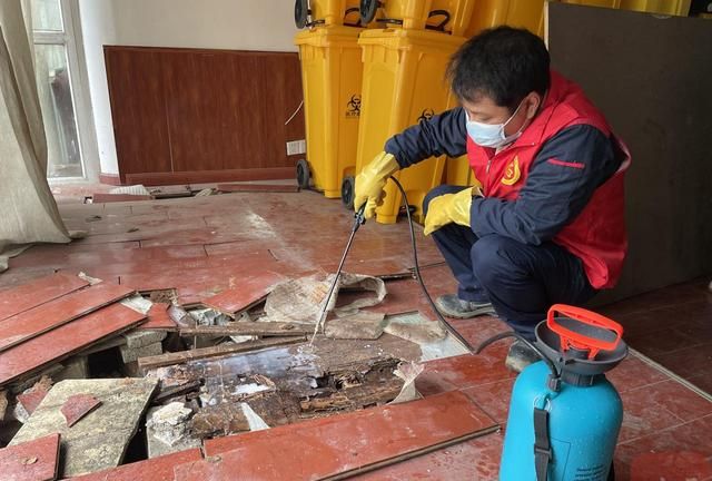 家里有了白蚁怎么办?如何消灭白蚁图2