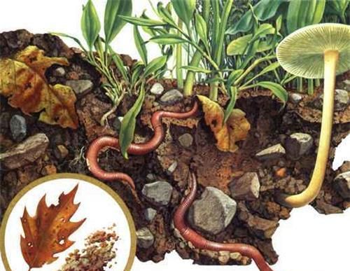 益虫有哪些(益虫有哪些怎么画)图7