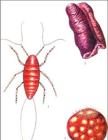 益虫有哪些(益虫有哪些怎么画)图10