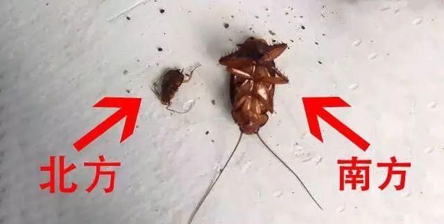 为什么踩死蟑螂会变成很多的蟑螂图2