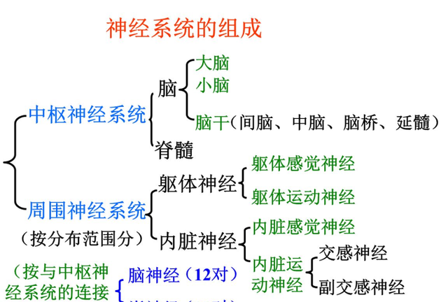大脑的基本结构和功能区划分图3