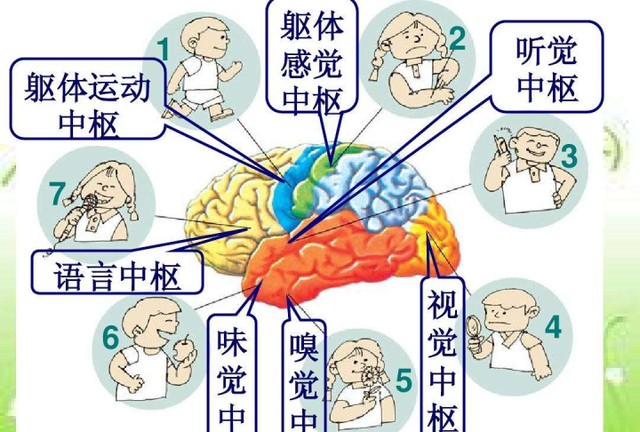 大脑的基本结构和功能区划分图4