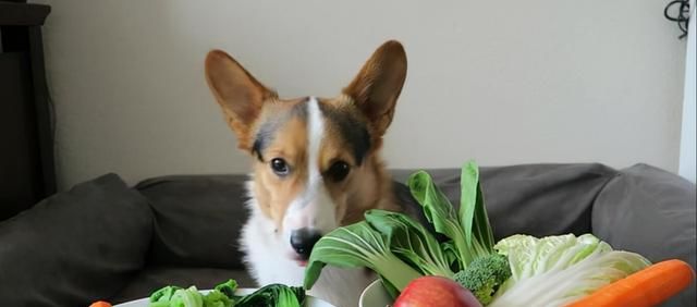 狗狗最爱的6种食物你喂过几种图5