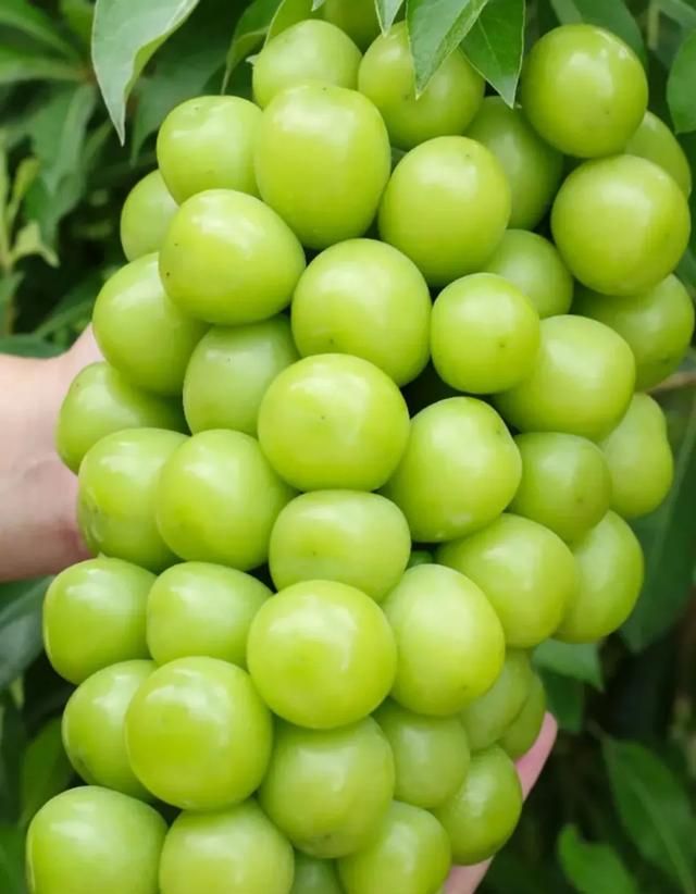 巴适的川渝美食,巴适美食重庆图5