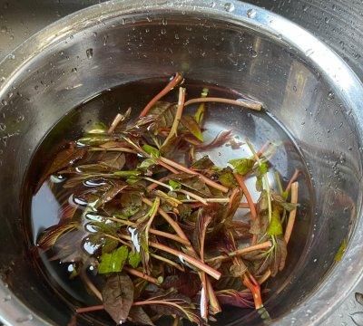 如何制作香椿炒蛋图5